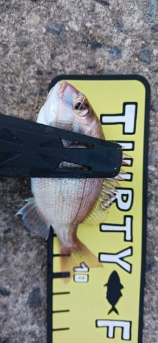 チャリコの釣果