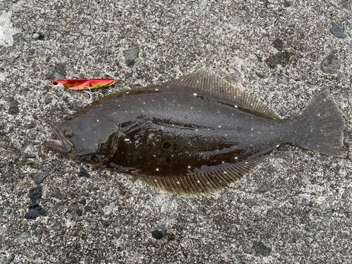 ヒラメの釣果