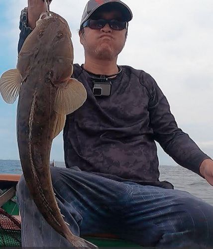 マゴチの釣果