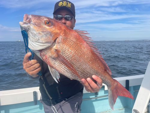 マダイの釣果