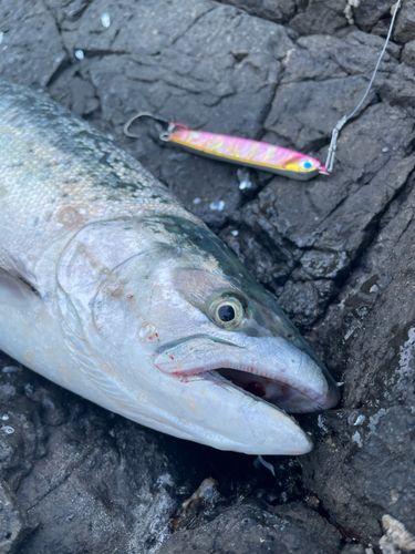 サクラマスの釣果