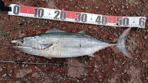 ハガツオの釣果