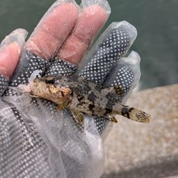 タケノコメバル