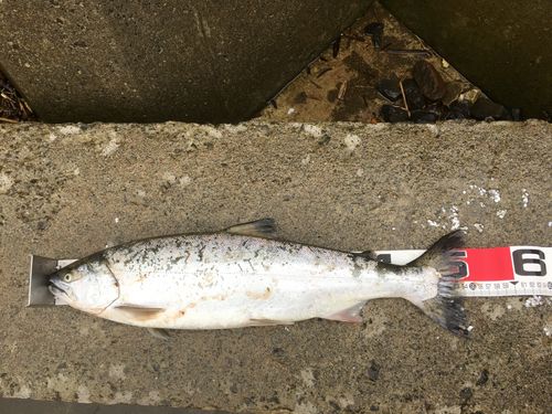 サクラマスの釣果