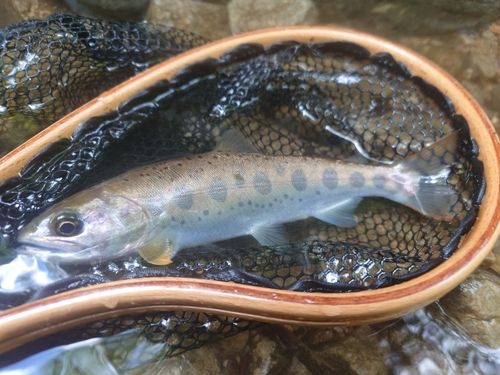 アマゴの釣果