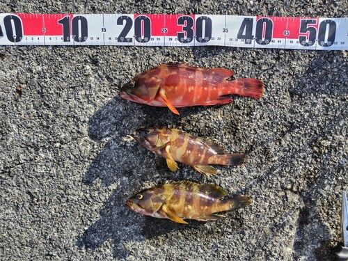 アカハタの釣果