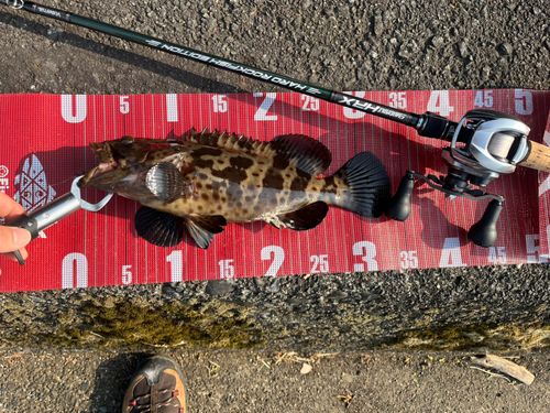 チャイロマルハタの釣果