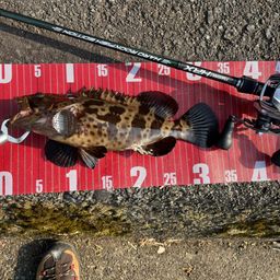 チャイロマルハタ