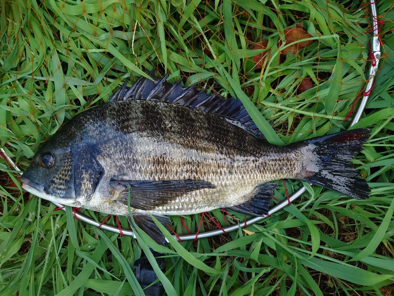 銅版画　魚チヌ 黒鯛(チヌ)正面顔の恐怖🫨 正面顔が何かを語ってくれる！ 新たな