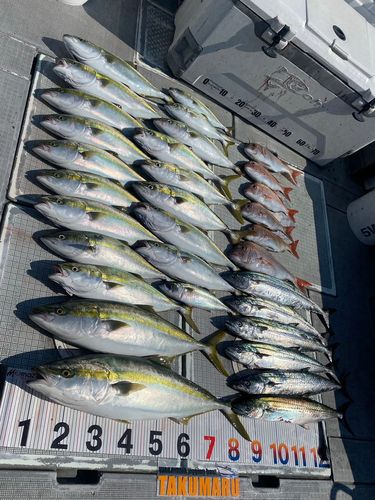 ブリの釣果