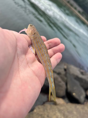 オキエソの釣果