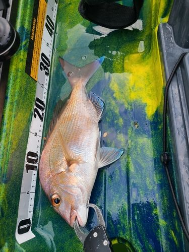 タイの釣果