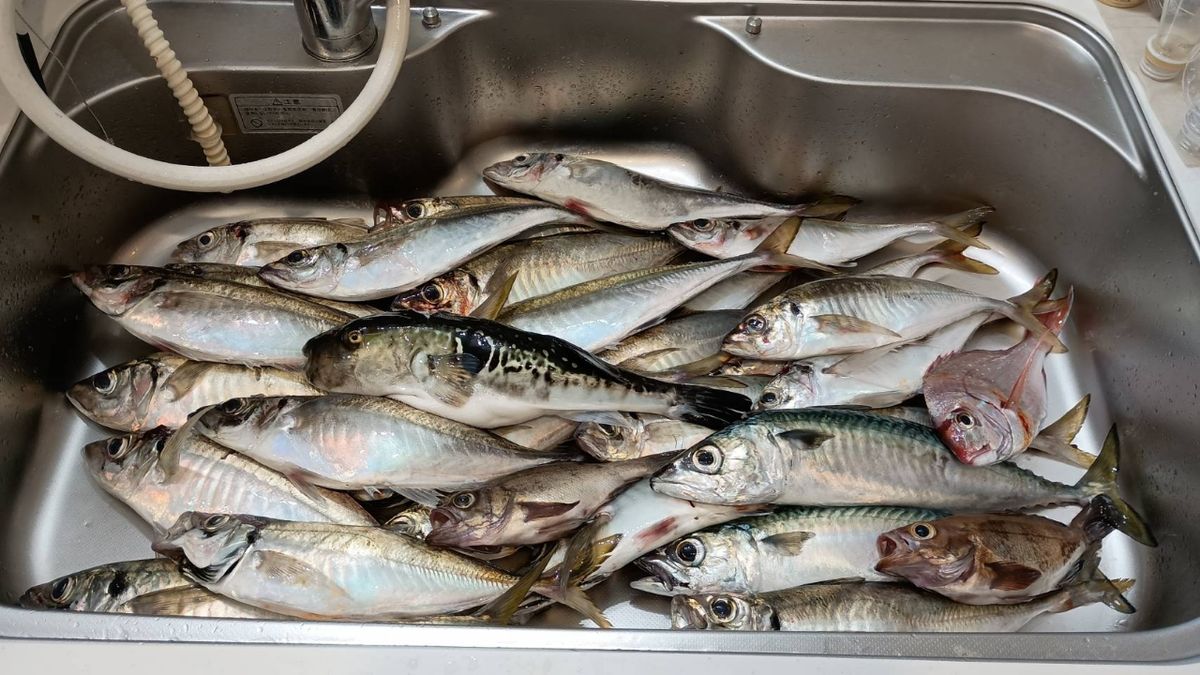 たつま53さんの釣果 1枚目の画像