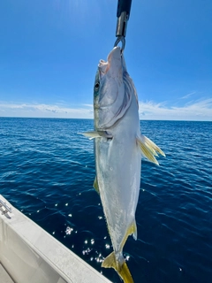 イナダの釣果
