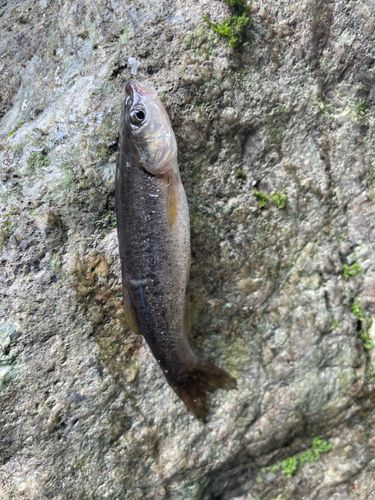 アブラハヤの釣果
