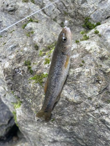 アブラハヤの釣果