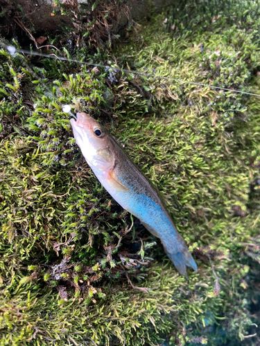 アブラハヤの釣果