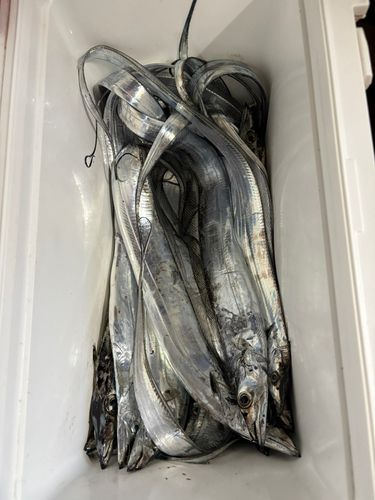 タチウオの釣果