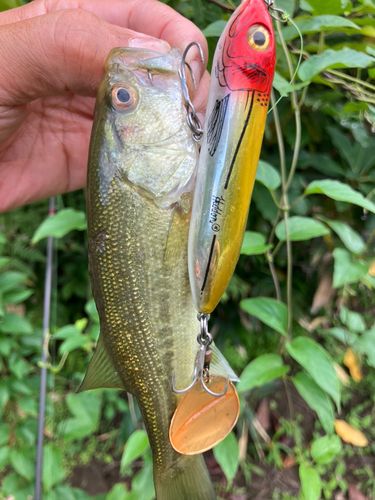 ラージマウスバスの釣果