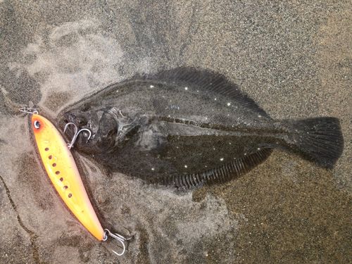 ソゲの釣果
