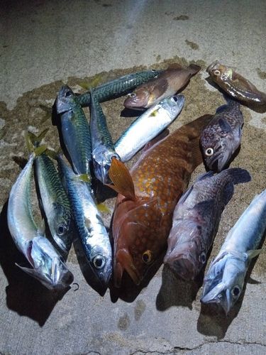 キジハタの釣果
