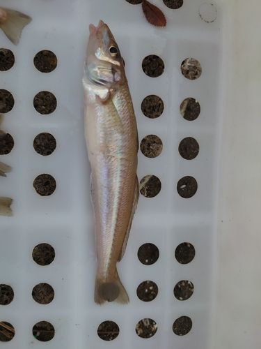 キスの釣果