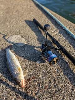 アメマスの釣果