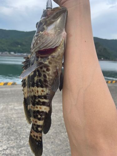 チャイロマルハタの釣果