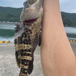 チャイロマルハタ