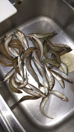 キスの釣果