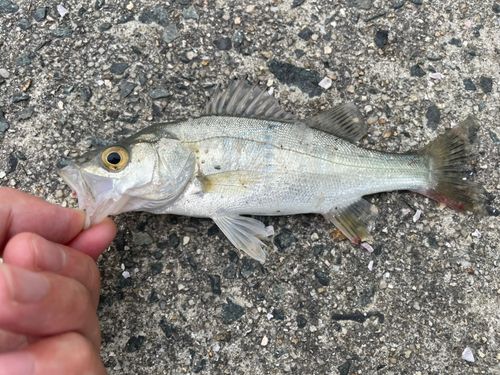 セイゴ（マルスズキ）の釣果