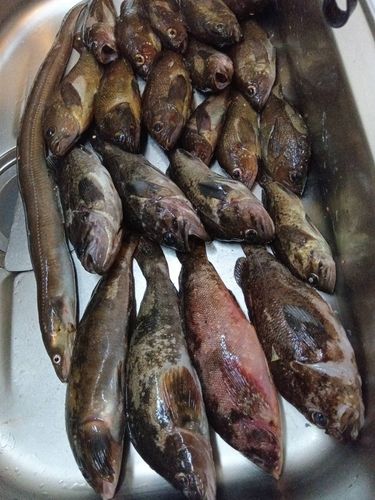 マアナゴの釣果