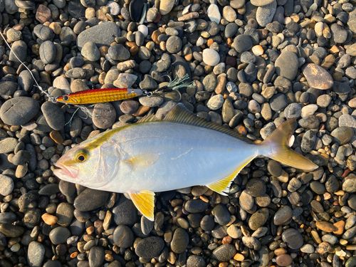 ショゴの釣果
