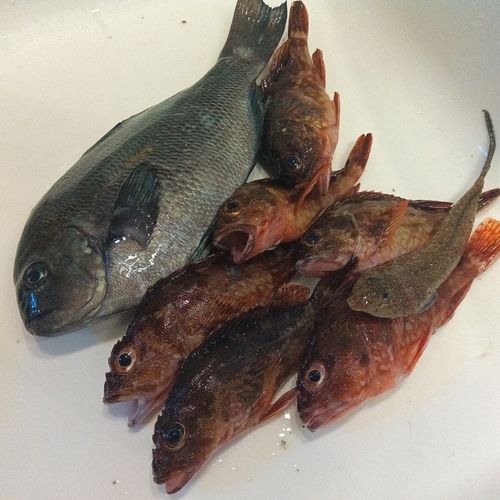 グレの釣果