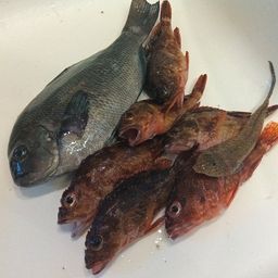 グレ
