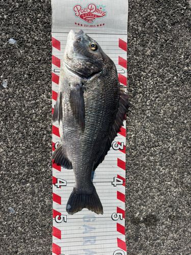 チヌの釣果