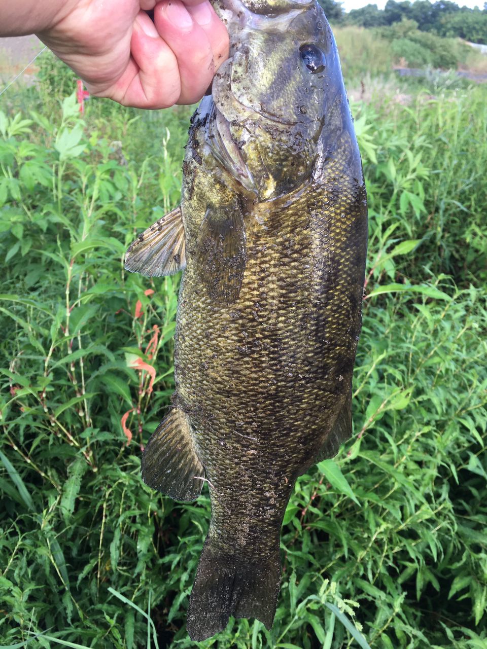 スモールマウスバス