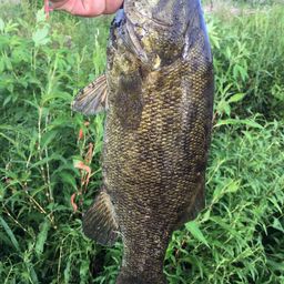 スモールマウスバス