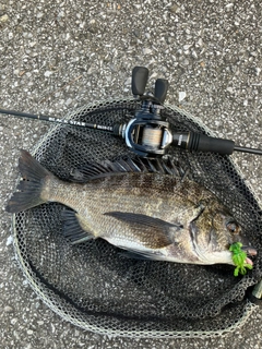 クロダイの釣果