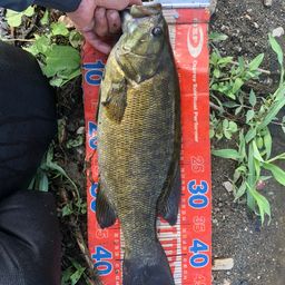 スモールマウスバス