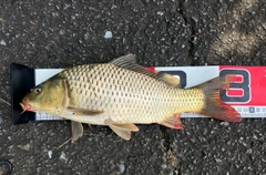 ニゴイの釣果