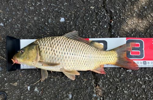 ニゴイの釣果