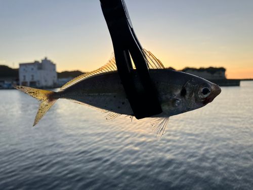 ゴマサバの釣果