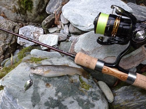 タカハヤの釣果
