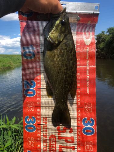 スモールマウスバスの釣果
