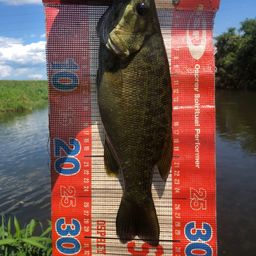 スモールマウスバス