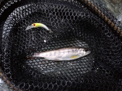 アマゴの釣果