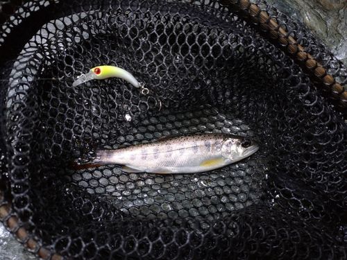 アマゴの釣果
