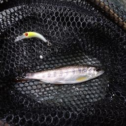 アマゴ