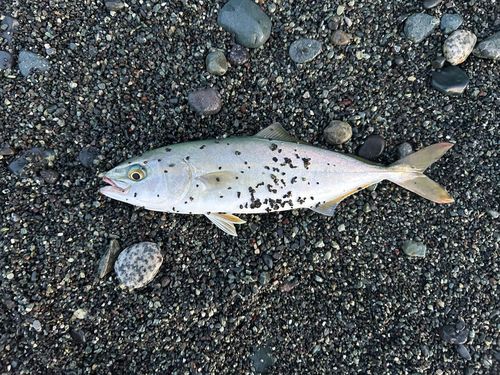 ワカシの釣果